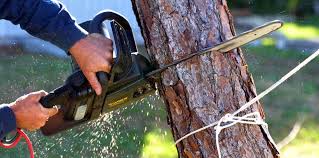 Best Tree Trimming and Pruning  in Parchment, MI